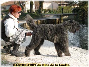 bouvier des flandres du clos de la luette - copyright déposé